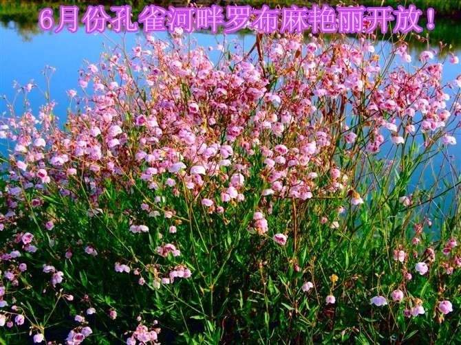 野麻花的功效与图片图片