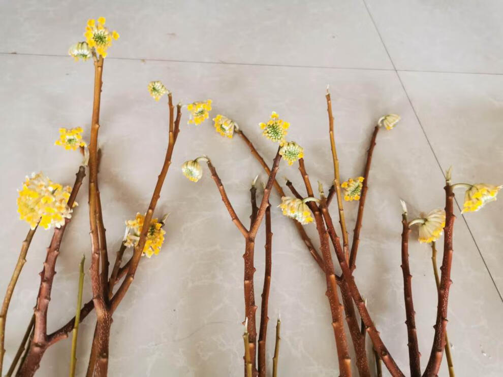 梦花树苗结香花苗庭院花卉灌木丛生树打结花树梦冬花喜花耐寒北方造型