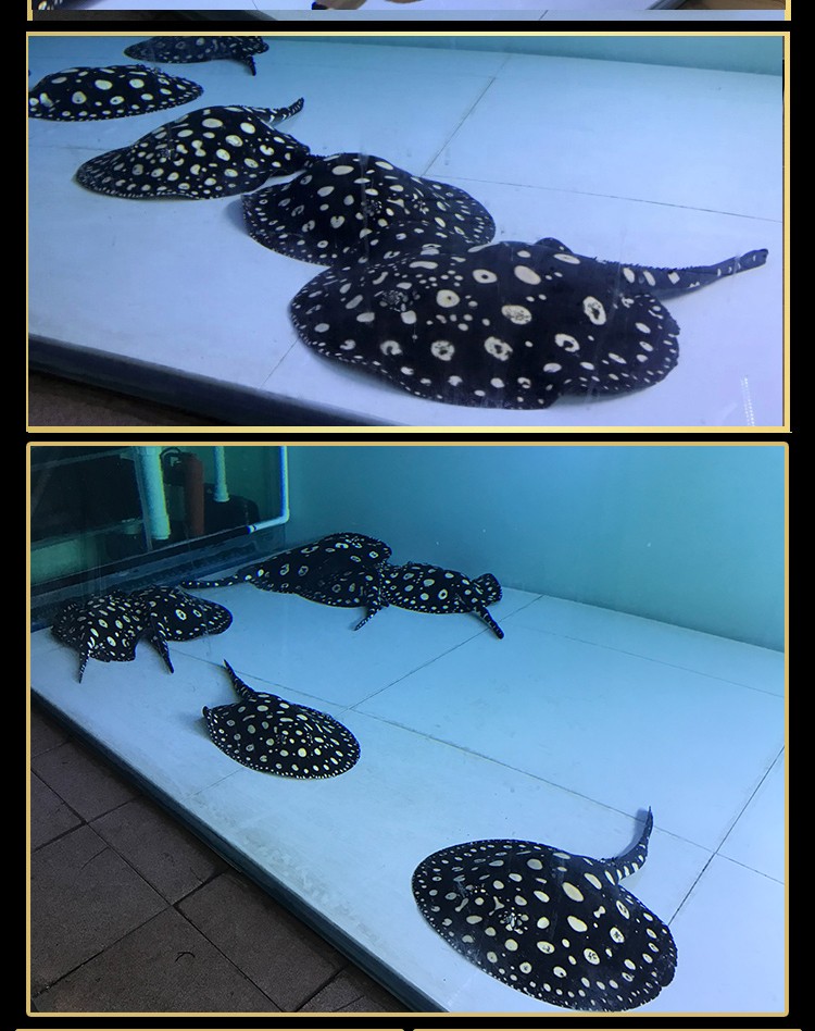 荣郁荣郁魟鱼皇冠黑白活体米克斯珍珠虹鱼皇冠黑金黑帝魟鱼活体观赏鱼