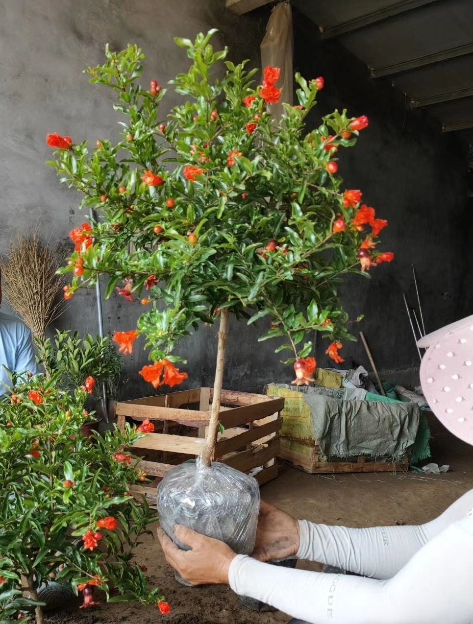 新品种【黑美人】 一年小苗【拍一发五】【图片 价格 品牌 报价】