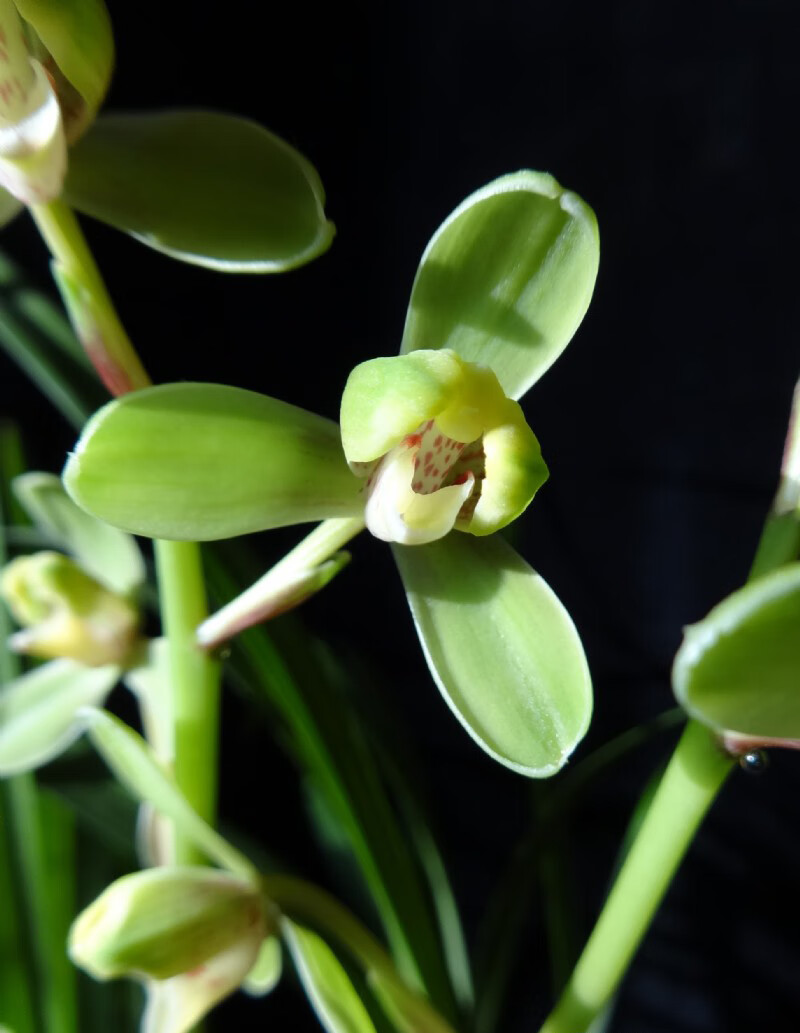 大叶寒兰兰花 寒香梅 素花梅瓣 寒兰 寒香梅 1株7苗花苞 裸根不带土