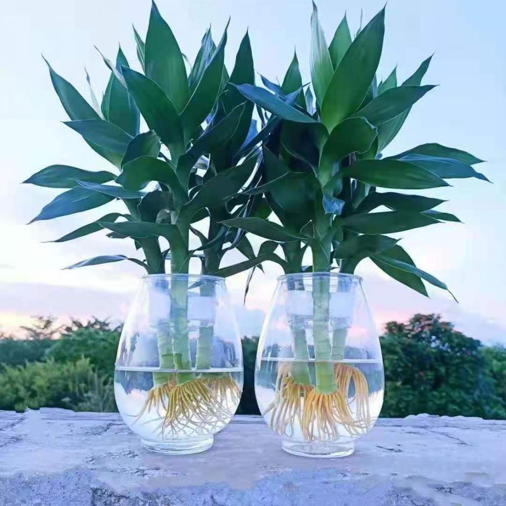 观音竹水培水养带跟粗竹富贵竹转运竹水养竹子水养室内盆栽 秋颖 水养