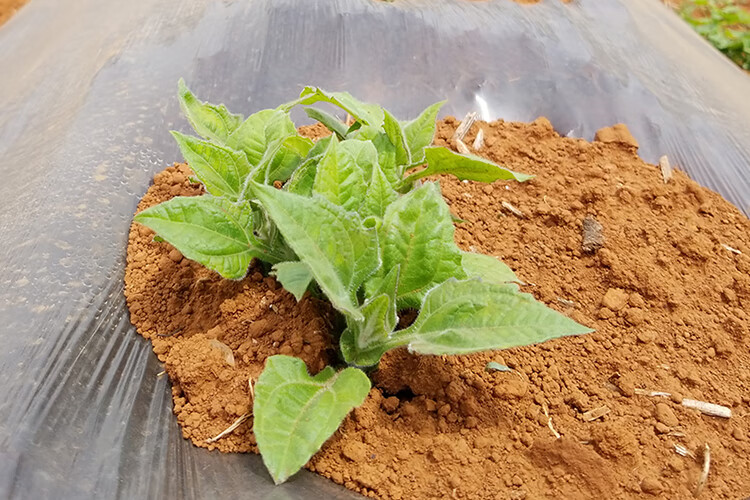 云南天山雪莲果种子种苗种球现挖先发雪莲果苗5斤带土高产红心雪莲果