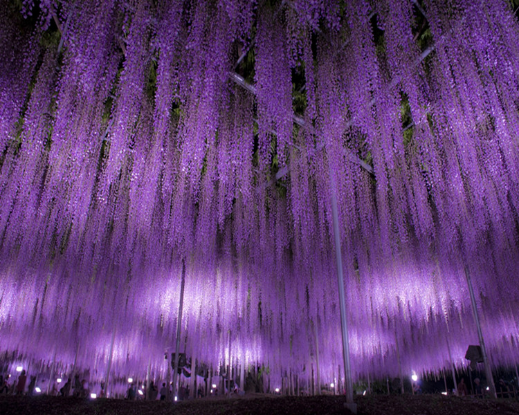 紫藤花树苗爬藤攀爬庭院围墙四季开花植物老桩盆栽花苗藤蔓紫藤萝麝香