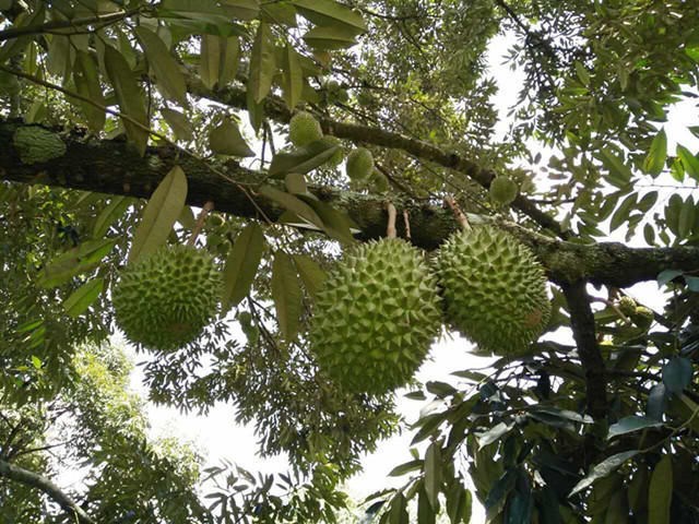 果樹苗榴蓮苗泰國榴蓮樹苗嫁接金枕頭南方北方種植盆栽苗當年結果甘邦