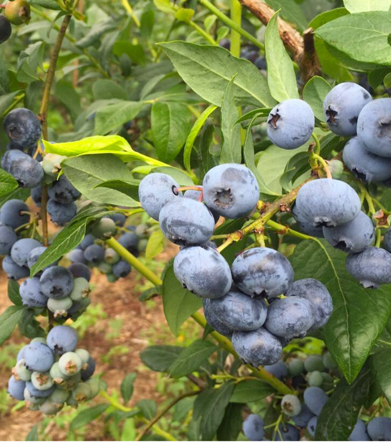 蓝莓鲜果孕妇水果现摘山地高原蓝莓时令大果整箱 【实惠中果】2盒250g