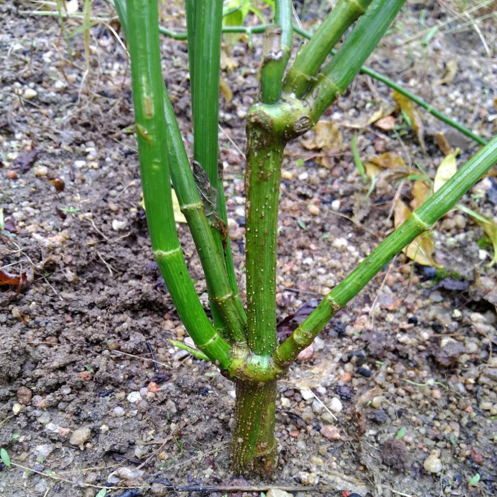 文静花坊2年生忧遁草苗头黎王草优盾草忧盾草优顿草苗忧盾草忧顿草浅