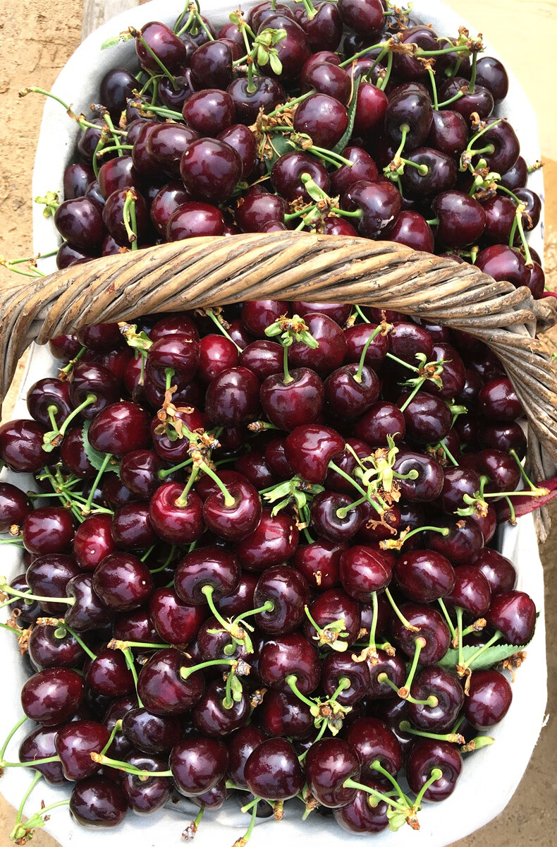 现货山东烟台美早大樱桃黑珍珠车厘子2斤新鲜水果应季孕妇水果5斤【坏