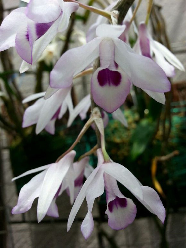 紫菀石斛 紫蕊 白色花瓣 洋蘭花 淡紫色花附生蘭花卉 綠植 吊蘭花