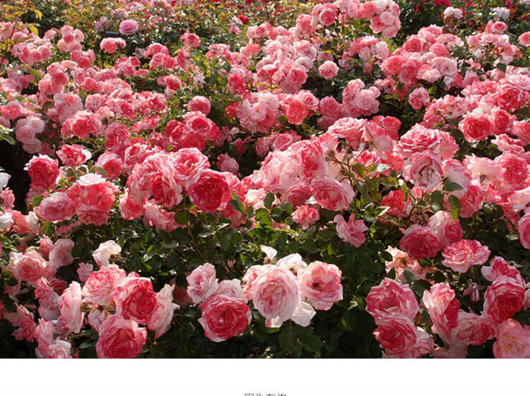 藤本月季花苗樱霞四季开花阳台庭院爬墙粉色爬藤植物盆栽观花花卉樱霞