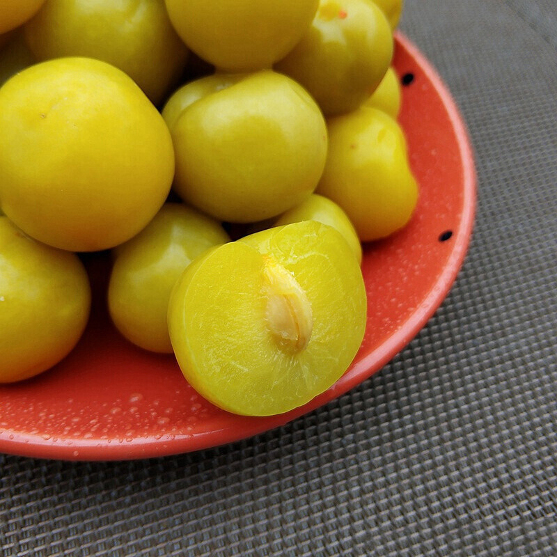 广西灵山酸李子三华李水果酸嘢酸料特产零食小吃三月里酸野 5袋(真空