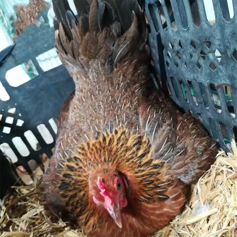 纯种白耳茶花鸡种蛋云南茶花鸡受精蛋海南可孵化小鸡苗种蛋 白耳茶花