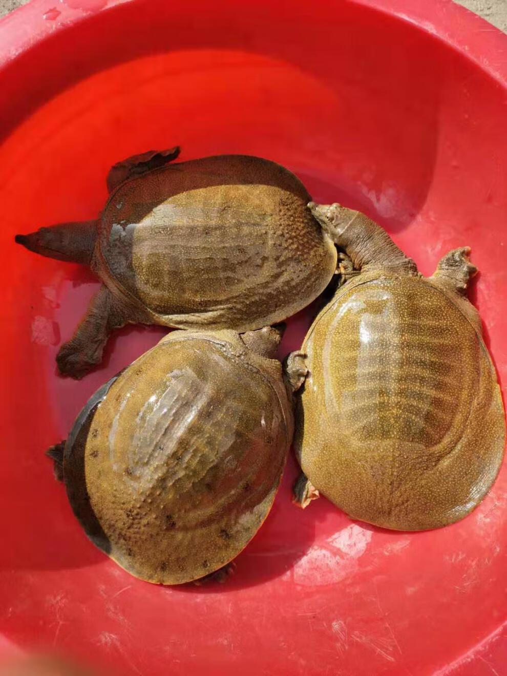 新品黄河甲鱼活体野外放养中华鳖苗食用海鲜鲜活团水鱼王八青黄背老鳖