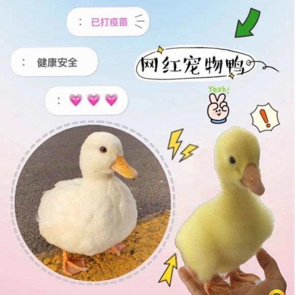 宠物小黄鸭 活体网红小鸭子 小萌鸭 小萌宠 宠物鸭 包活到家儿童玩伴