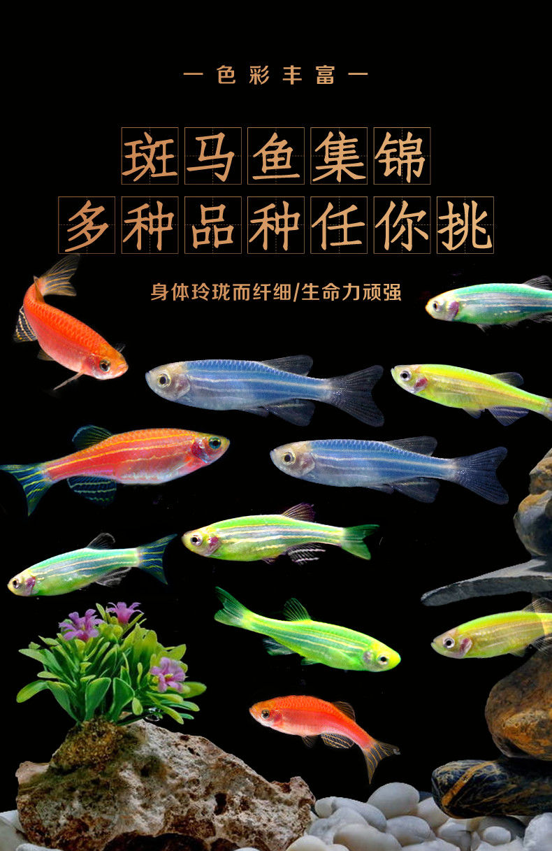 斑马鱼活体热带观赏鱼小型淡水好养小鱼草缸金鱼苗红绿灯科孔雀鱼 青