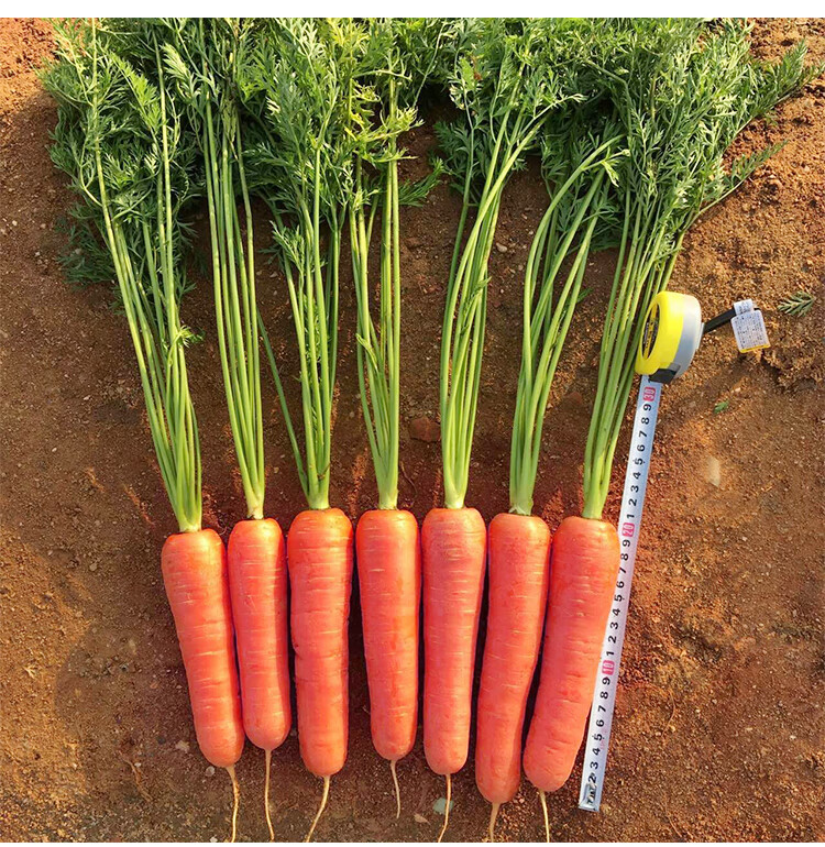 日本三红胡萝卜种子高产秋四季紫黄水果萝卜种籽五寸蔬菜种孑大全