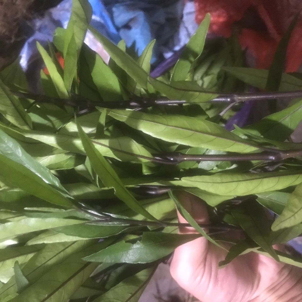 有仁堂 10斤跌打续骨新鲜小驳骨 接骨草 驳骨草 10斤跌打续骨新鲜小驳