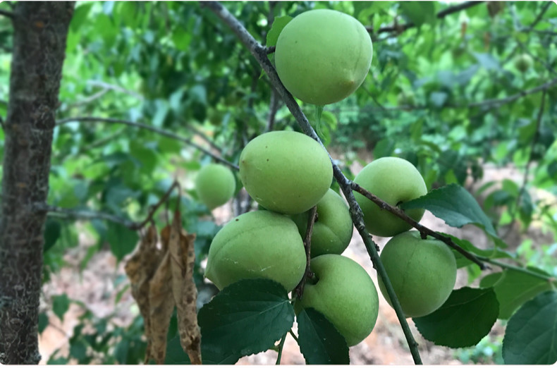 青梅果新鲜现摘野福建诏安散装生梅子泡酒生酸梅酵素鲜果子新鲜青梅2