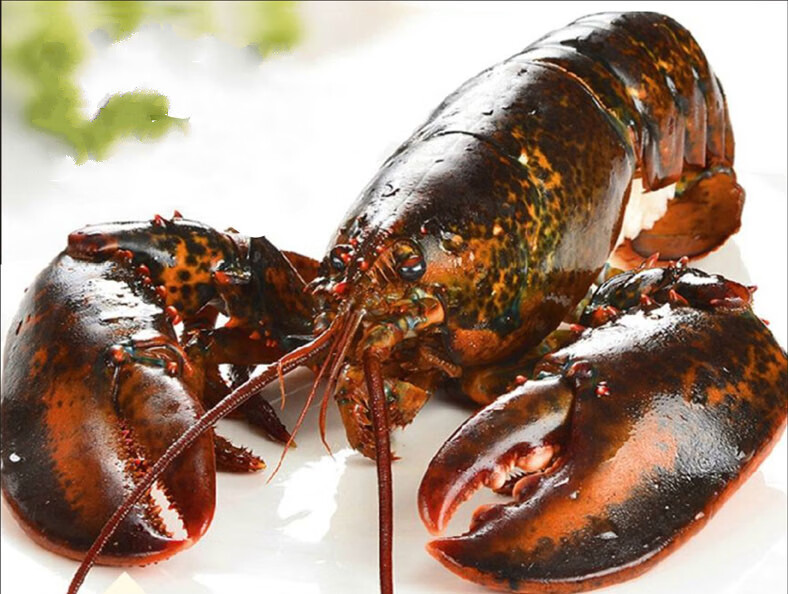 源外园波士顿龙虾 冰鲜海鲜大波龙3-10斤1只超大龙虾 2000g【图片