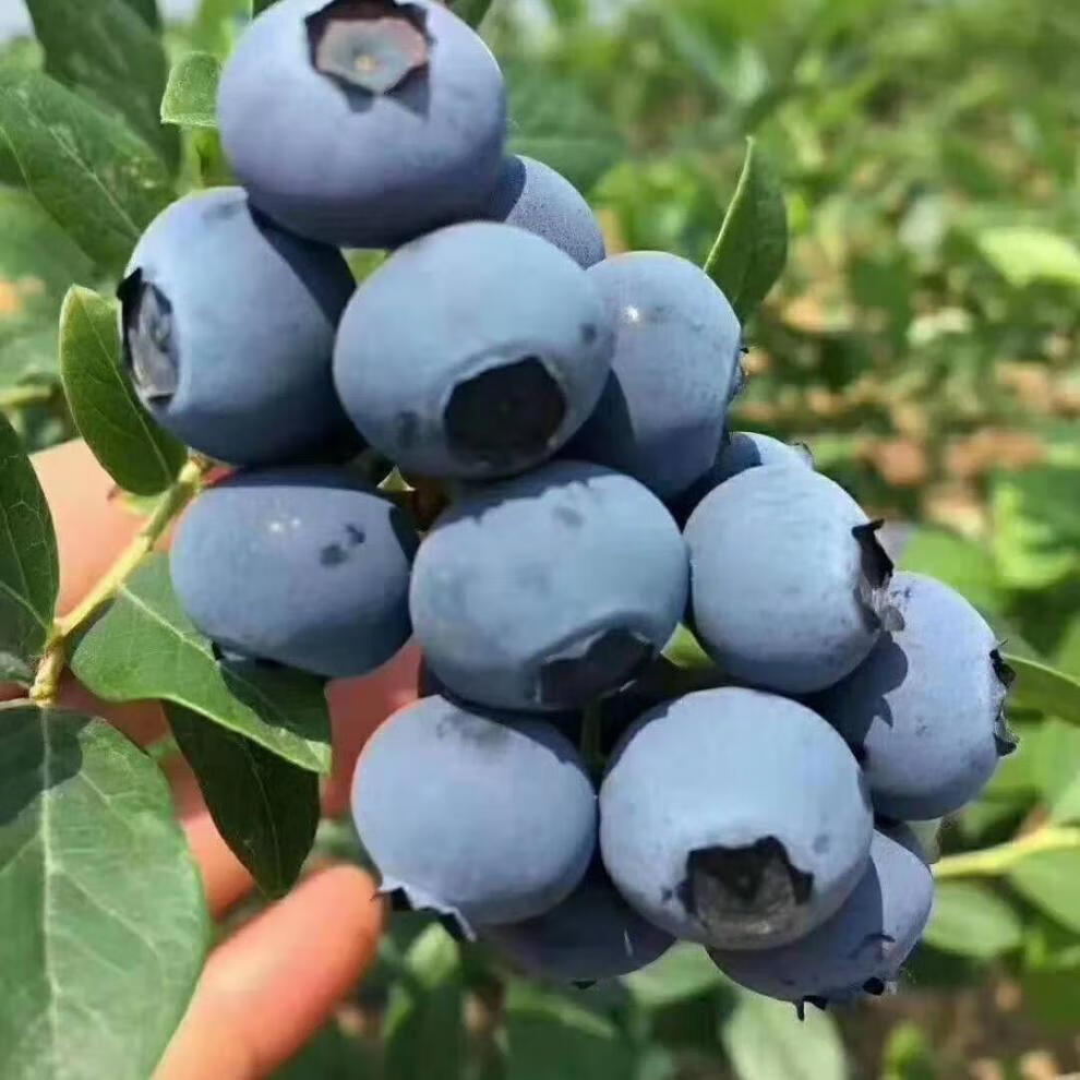 蓝莓鲜果大山蓝莓新鲜蓝莓孕妇水果当季蓝莓大果果园现摘地头直发