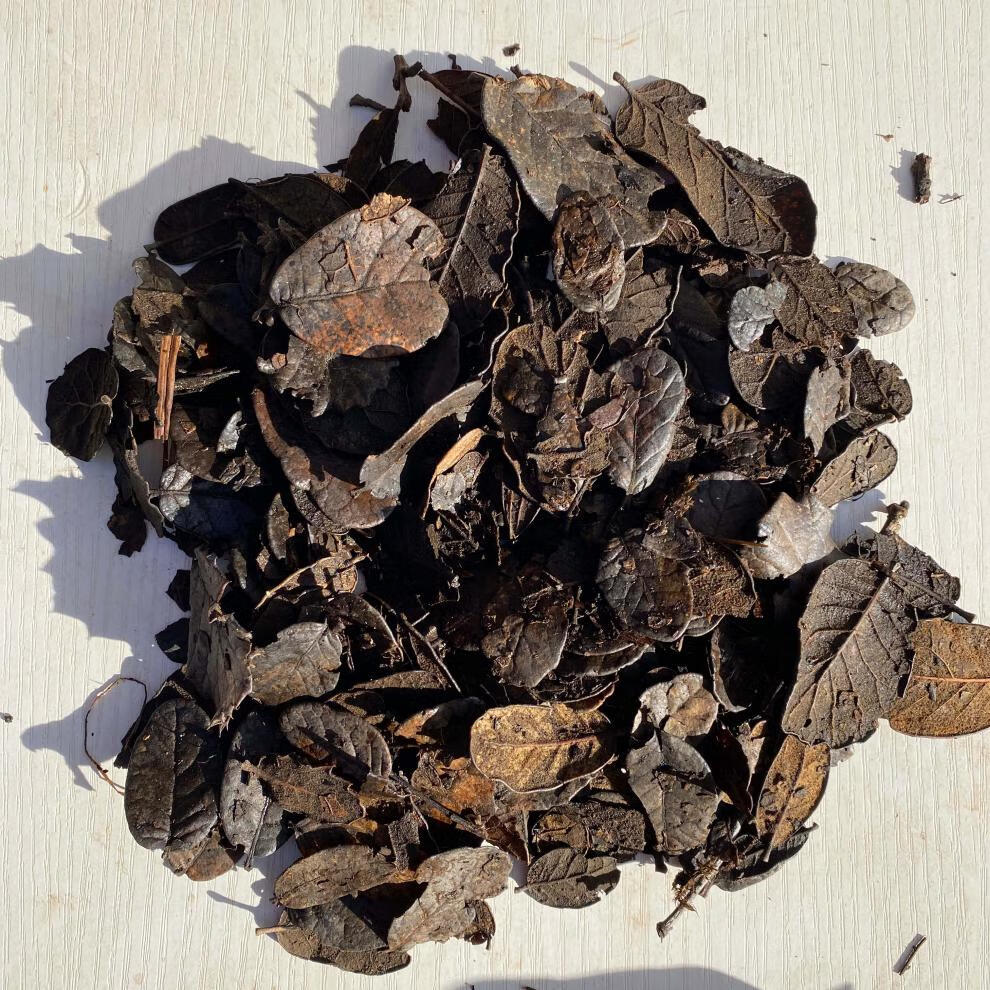 云南传统大包装刺栗叶发酵腐熟栗树叶耳叶兰花植料莲瓣兰配料 1.