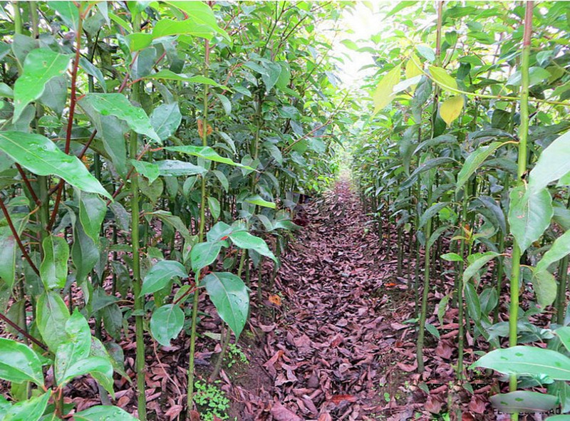 庭院道路綠化植物香樟樹苗龍腦樟小苗四季常青耐寒驅蚊大型風景樹