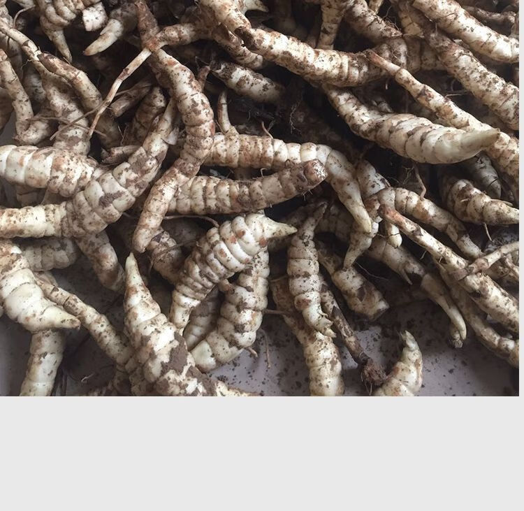 新鲜地参现挖地笋虫虫草参地蚕子地藕银条菜泽兰根农家特产净重3斤装