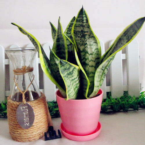 虎皮兰盆栽室内植物金边虎尾兰吸甲醛净化空气绿植四季长青 三颗【不