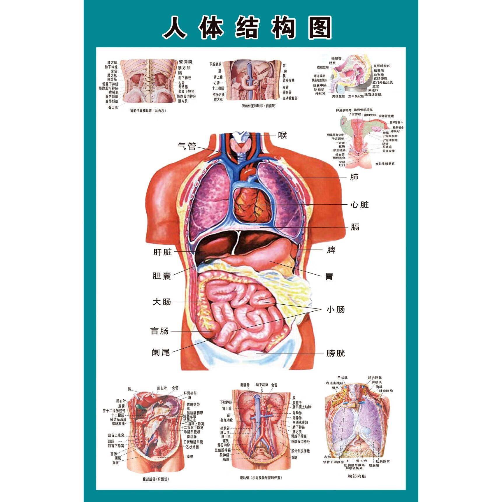 腹腔器官结构图立体图图片