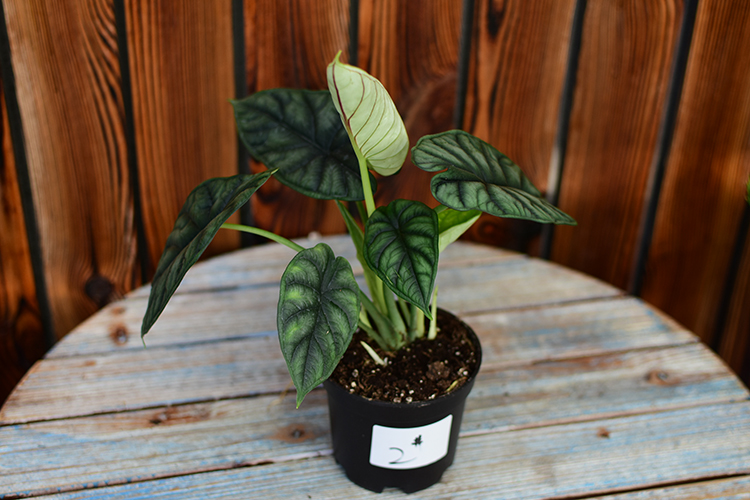 蜜瓜海芋魔镜海芋龙鳞小仙女荷兰进绿植新奇特植物蜜瓜海芋联系客服