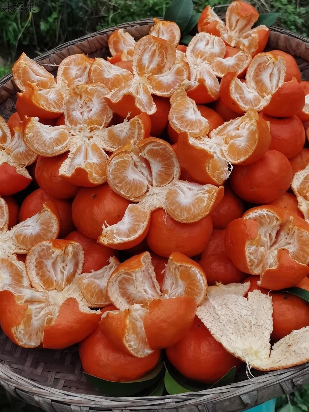 【预售】四川万州红橘 重庆桔子大红袍柑橘新鲜万州古红川红橘 9斤