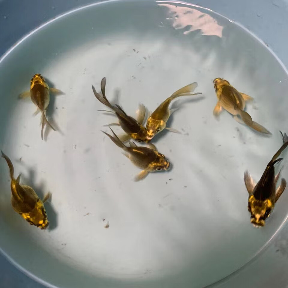 cmcm熊猫蝴蝶鲤冷水观赏鱼大长尾纯种红蝴蝶鲤球体锦鲤鱼苗活体 重