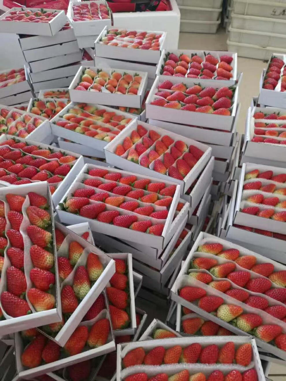 精美礼盒装 99牛奶草莓新鲜烘焙 草莓双流草莓冰糖葫芦商用水果 草莓