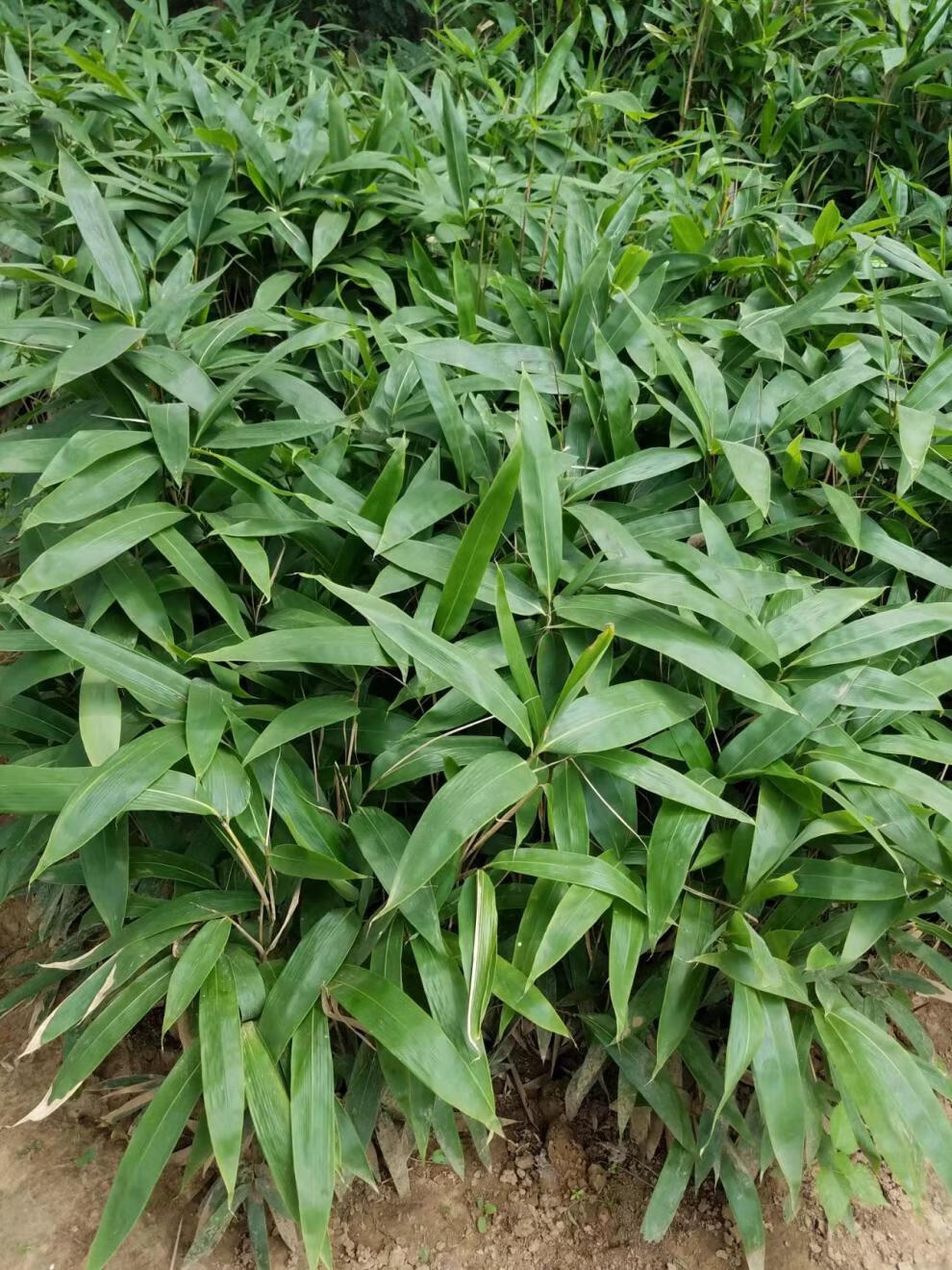 小店出售的都是的粽叶苗,现挖带跟发货,四季都可以种植,一次种下可