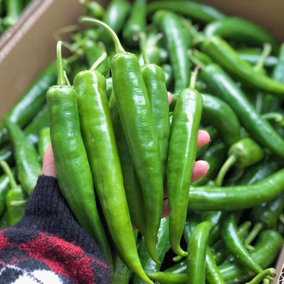 辣椒蔬菜薄皮青椒牛角椒红辣椒自产现摘现发泡沫箱包装 5斤(精品装)微