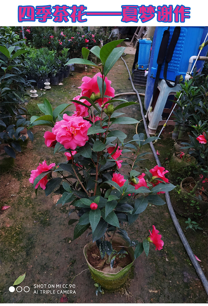 花卉盆栽福建包对版四季茶花花草林木种植庭院树风景树开花茶花 谢作