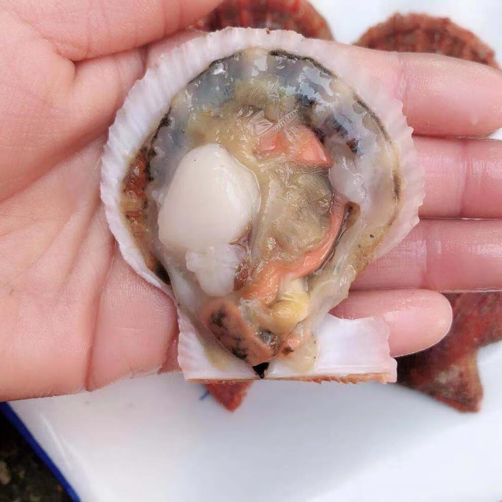 扇贝鲜活新鲜港湾贝带壳超大扇贝海鲜水产海捕贝类五斤大号