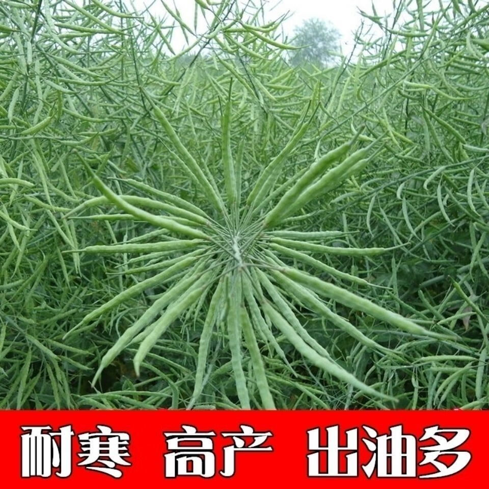 老品种油菜种子油菜花种子2020新种子高产千斤王油菜籽出油率特高矮生
