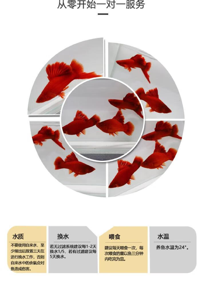 高鰭紅劍魚菊花帆紅劍狼牙帆紅箭魚活體熱帶觀賞魚苗種魚刀公 日本神