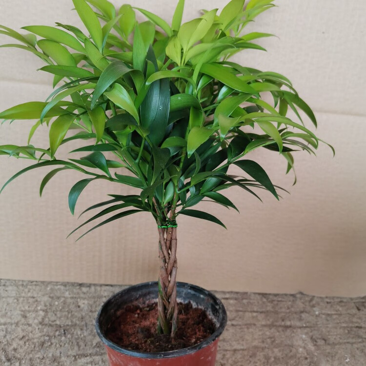 竹柏老桩精品盆栽四季常青耐热耐寒长寿竹平安竹净化空气观叶植物 八