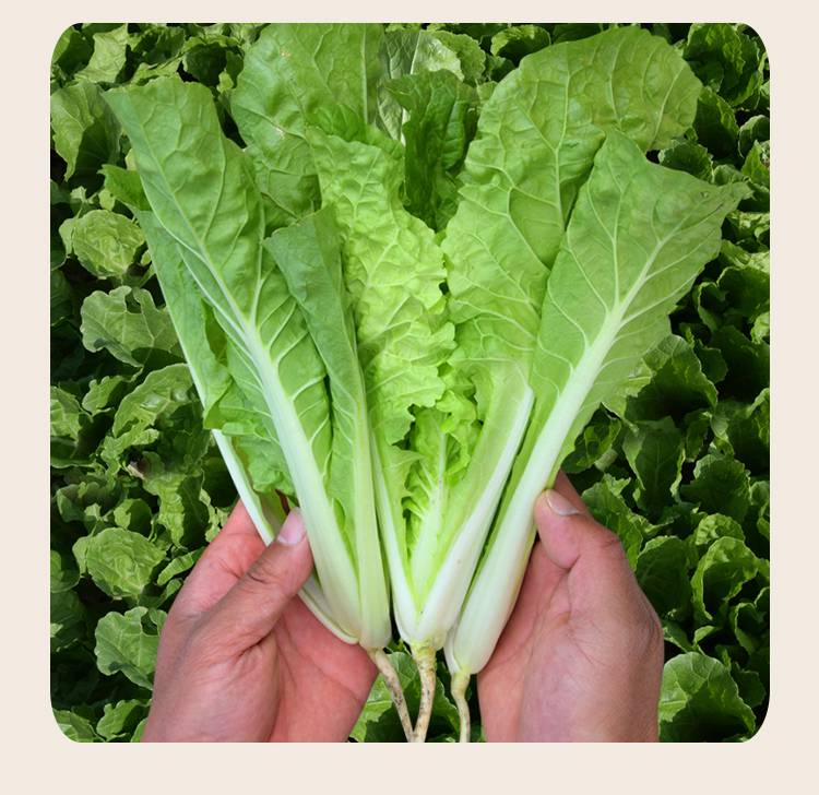 青梗小白菜籽 四季小白菜种子青梗小白菜籽春秋阳台速生奶油白菜小