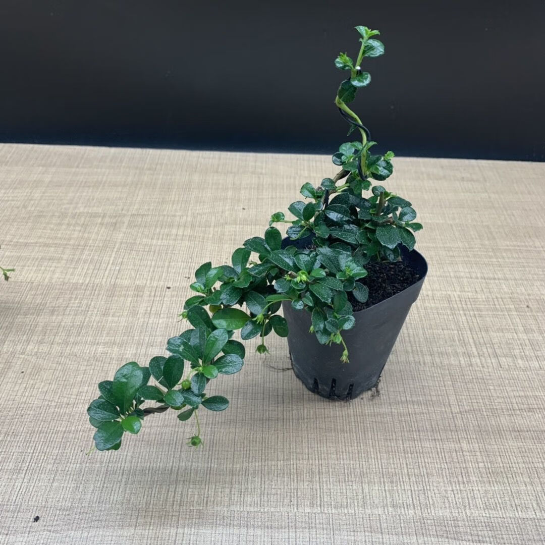 春季热推当天发货小叶福建茶开花结果小盆景附石盆景好养易活阳台小