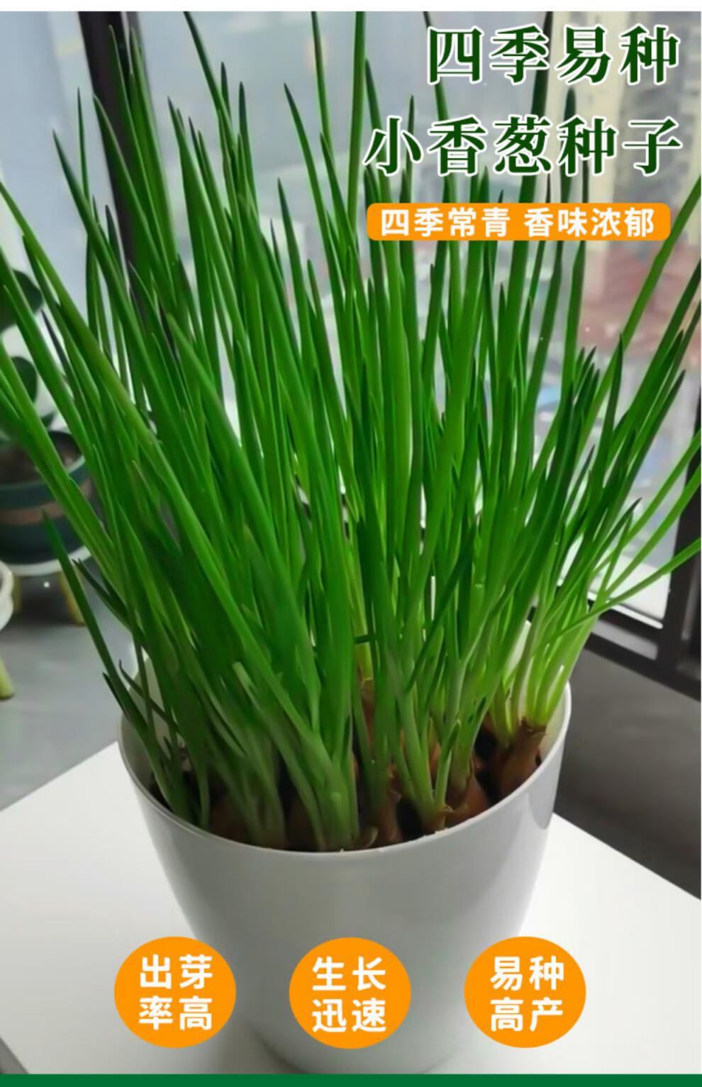 四季小香葱种籽大葱种子种头章丘大葱头洋葱家庭蔬菜种孑阳台种植
