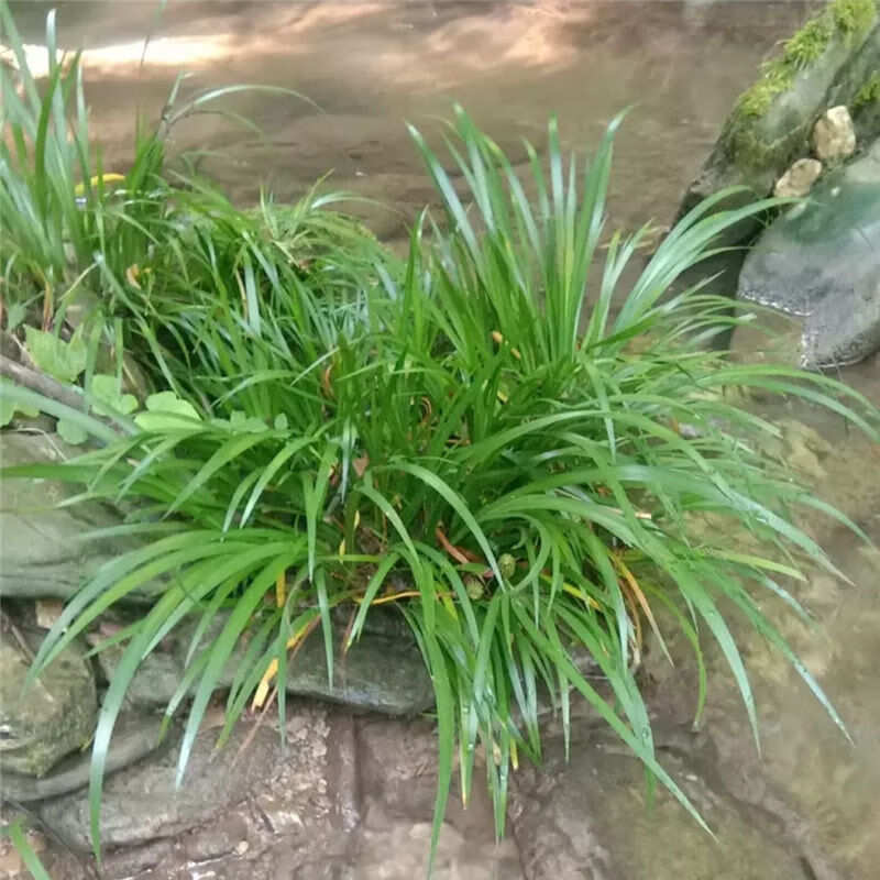 新鲜野生山赖香料植物大料苗五香草食用盆栽带根去腥味发货 500克【图