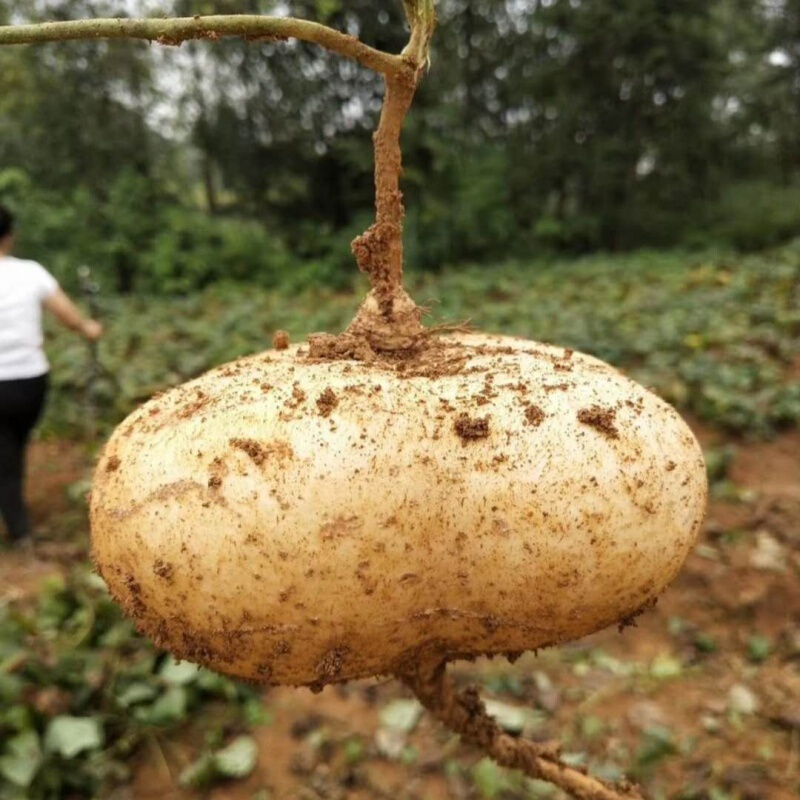 贵州安顺地萝卜农家特产凉薯土白地瓜新鲜水果蔬菜现挖5斤 2500g 大果