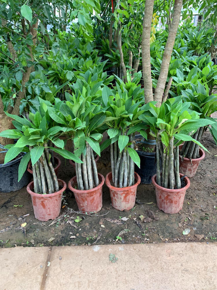 鸡蛋花苗 精品盆栽花卉鸡蛋花树苗名贵珍品 庭院植物 易成活h 红色2