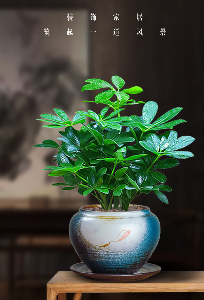 文静花坊七叶莲盆栽室内鸭脚木盆景办公室水养绿植生肖虎植物花卉七叶