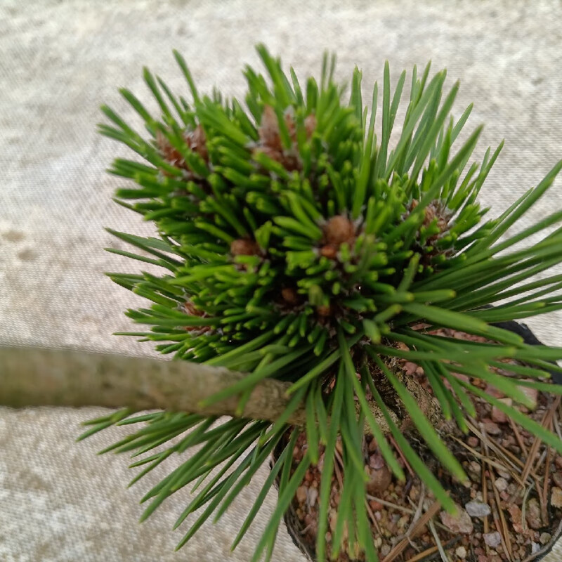 短针黑松盆景矮霸底盘嫁接造型松树小千寿苗 三河黑松 黑松苗30-40
