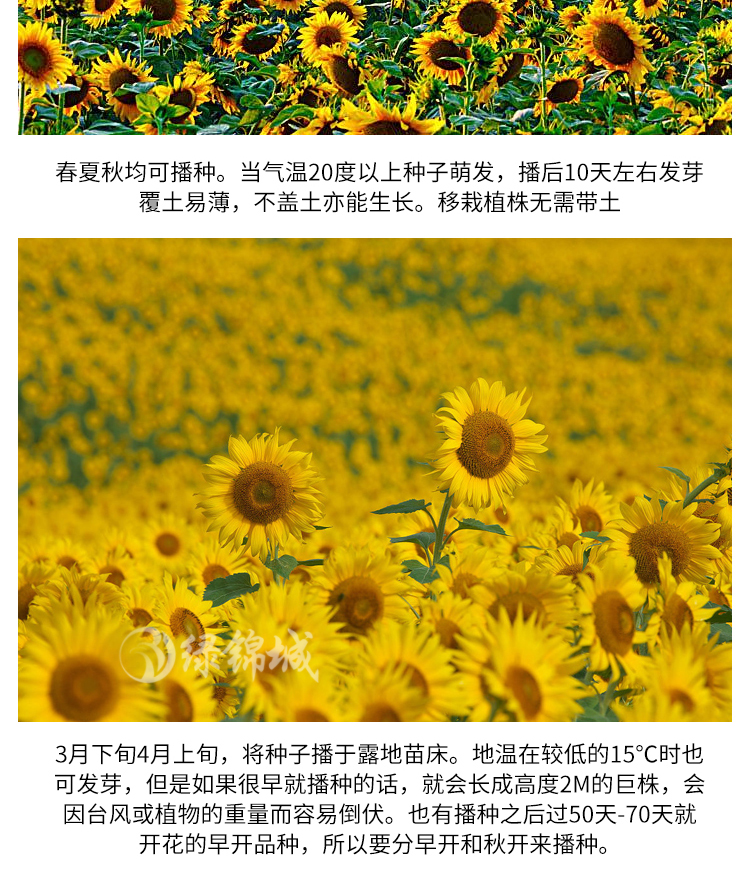 向日葵种籽高产瓜子大粒食用葵油葵阳台盆栽观赏易种植葵花籽种子