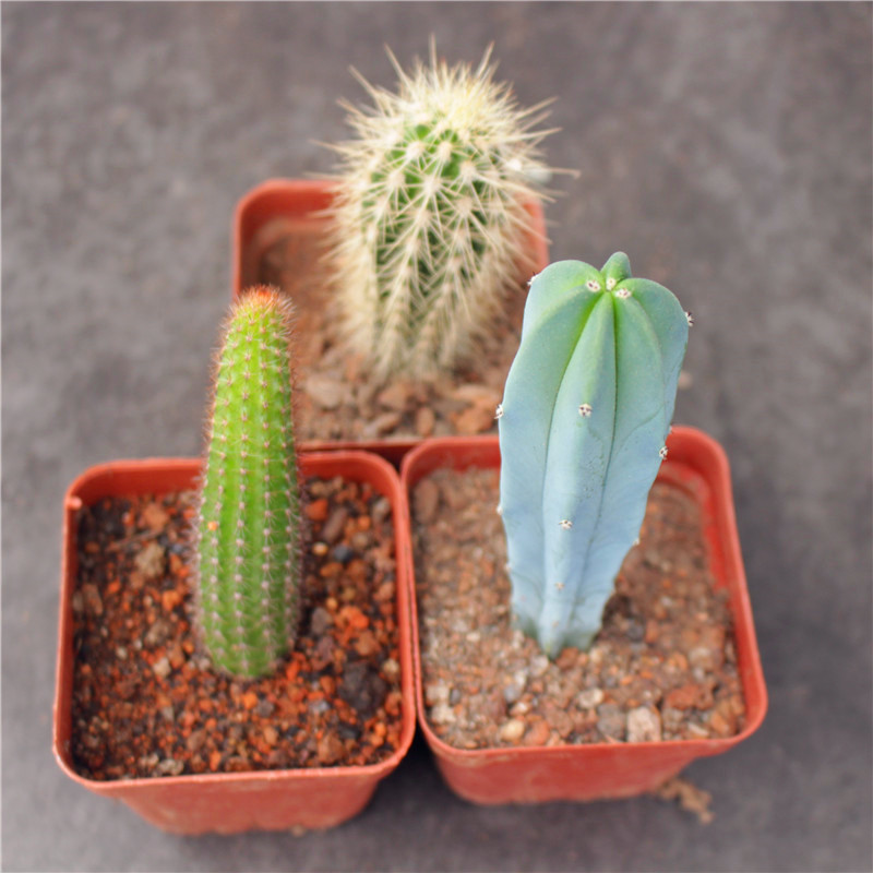 开花仙人柱 龙神木仙人柱植物 创意北欧小盆栽 蓝衣柱室内开花绿植z5